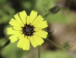 Image result for Tolpis