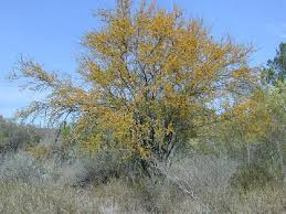 Image result for Acacia hockii