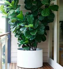 All the sound absorbing materials absorb the sound waves and dissipate them in the form of energy such as heat or mechanical energy. Best Indoor Plants For Noise Reduction That Will Work For You