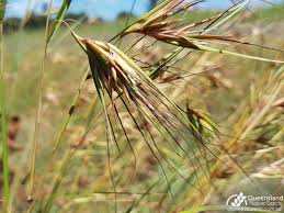 Image result for Themeda triandra