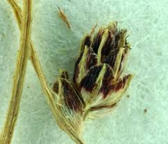 Image result for Isolepis setacea