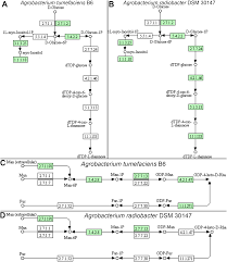 Image result for Rhizobium radiobacter, syn. Agrobacterium tumefaciens
