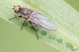 Image result for phytomyza gymnostoma