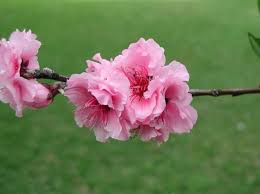 Image result for Prunus × blireana
