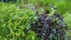 Native plants bietet ihnen hierfür gleich 16 kräuterpflanzen im set. Krauter Im Garten Und Auf Dem Balkon Pflanzen Ndr De Ratgeber Garten Nutzpflanzen