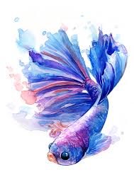 Betta Betta Betta Watercolor And White Ink A5 Art Fish Painting Fish Art Fish Drawings