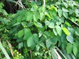 Image result for Mucuna
