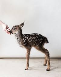 See This Instagram Photo By Lanolips 239 Likes Animals Cute Animals Cute Baby Animals