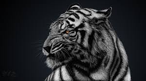 267 White Tiger Hd Wallpapers Background Images Wallpaper Abyss