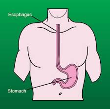 Image result for esophagus
