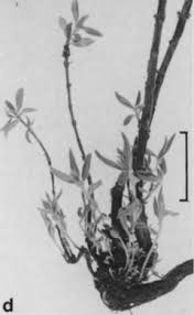 Image result for Anthospermum usambarense