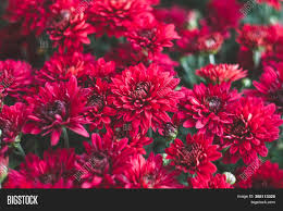Free for commercial use no attribution required high quality images. Dark Red Image Photo Free Trial Bigstock