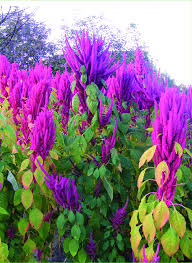 Image result for Amaranthus hybridus