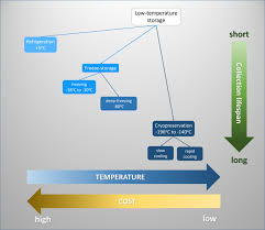 Maybe you would like to learn more about one of these? Managing Plant Genetic Resources Using Low And Ultra Low Temperature Storage A Case Study Of Tomato Springerlink