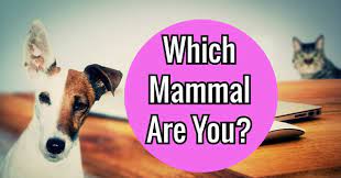 Please, try to prove me wrong i dare you. Which Mammal Are You Quizlady