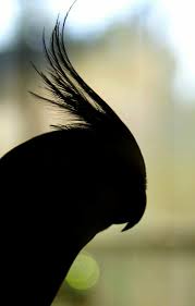 Birds Flying High Lyrics Lil Wayne Pin De Sara Werckle Em Recanto Da Felicidade Calopsitas Calopsita Aves De Estimacao Passaros Fofos