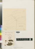 Image result for Baphia bequaertii