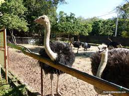 Trova tra 187 hotel l'offerta che fa per te grazie a 5.408 recensioni e 2.678 foto inserite dai viaggiatori su tripadvisor. Pd Ostrich Farm 2021 Dive Into Malaysia