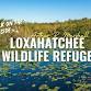 Birding Arthur R. Marshall Loxahatchee NWR with event image