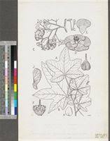 Image result for Triplochiton zambesiacus