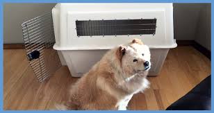 Contact your ups account executive for information about shipping international special bees that are shipped within the traditional wooden crate with wire mesh must be enclosed in a corrugated sleeve. Pet Travel Crates Petrelocation