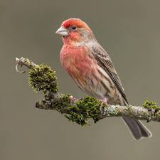 House Finch Male Bc Canada Fun Fac Birds Finches Bird Bird Photography