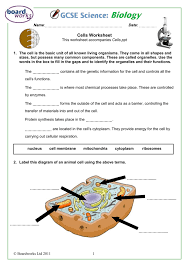Plant and animal cell diagram no labels www the arrows in the diagram could represent the release of 1 atp from a chloroplast carrying out photosynthesis 2. Cells Worksheet