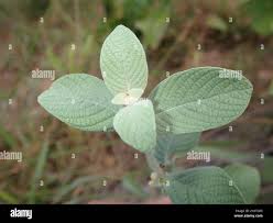 Image result for Sabicea venosa