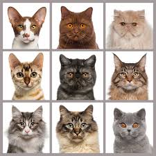 Letrisa miller, dvm, owner of the cat clinic of norman in oklahoma, says people looking at purebred cats should ask the breeder about common health issues with the. What Breeds Of Cats Live The Longest Two Crazy Cat Ladies