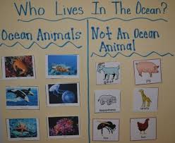 Ocean Classification 0 Jpg 500 409 Pixels Beach Theme Preschool Ocean Activities Ocean Theme Preschool
