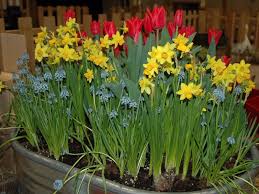 Maybe you would like to learn more about one of these? Now S The Time To Force A Few Spring Flowering Bulbs