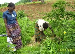 Image result for Dolichos trinervatus