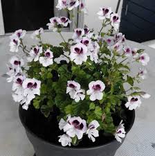 Image result for Pelargonium apetalum