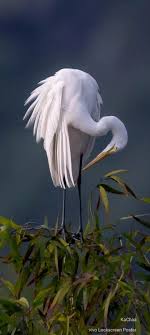 Bird With Big Eyes Name Pin On Birds Large Birds