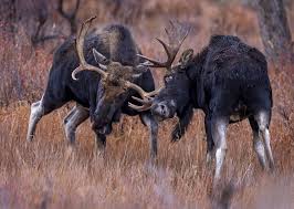 Moose: Facts About The Largest Deer | Live Science