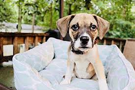 Cheryl battista lake junaluska, nc 28745. Avacado Beagle Puppy Female Female Beagle Puppy For Sale In Charlotte Nc 5507616799 Dogs On Oodle Classifieds