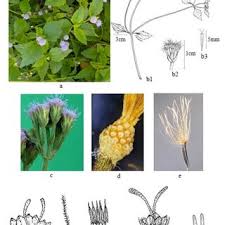 Image result for Berkheya radula