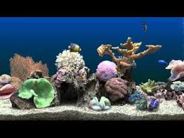 Marine Aquarium Virtual Fishtank Marine Aquarium Aquarium Screensaver Aquarium