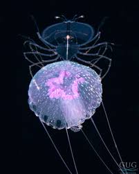 Image result for Pteleopsis barbosae