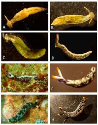 Image result for Selago lacunosa