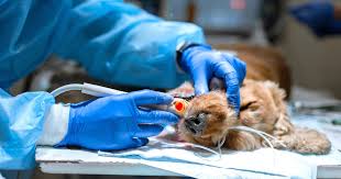 Other factors that affect dental filling costs include: Dental Scaling For Dogs Cats Costs About Sgd 300 Why Won T You Brush Your Pet S Teeth Silversky Delivering Wow To Everything Pets