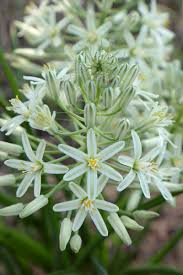 Image result for Ornithogalum pulchrum