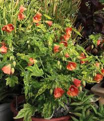 Image result for Abutilon