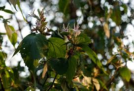 Image result for Mellera