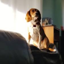 Image May Contain Dog Dogs Daydream Instagram