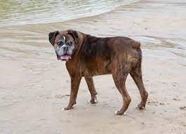 Does Your Boxer Have Seasonal Flank Alopecia Here S Why And What To Do Boxer Dog Diaries