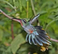 Homing Bird Pet Birds Unique Animals Beautiful Birds