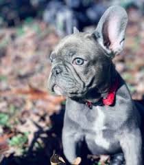 We don't have a favorite color and we find there are some people. Blue French Bulldog French Bulldog Colors Ethical Frenchie