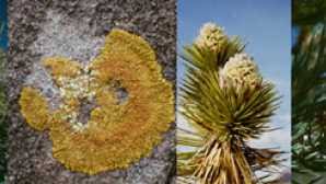 Lastly, the cactoideae is the largest of the four types of cacti families, with nine tribes and over 1,500 species. Death Valley Plants Animals Visit California