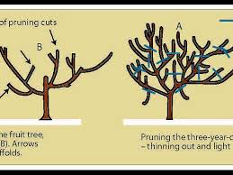 Pruning can control growth, rem. Shaping Deciduous Fruit Trees For Non Commercial Growers Agriculture And Food